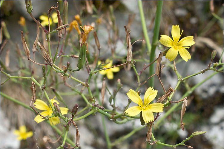 Image of wall lettuce