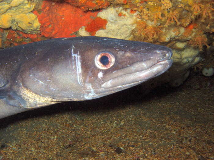 Image of Conger eel