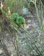 Plancia ëd Dipcadi serotinum (L.) Medik.