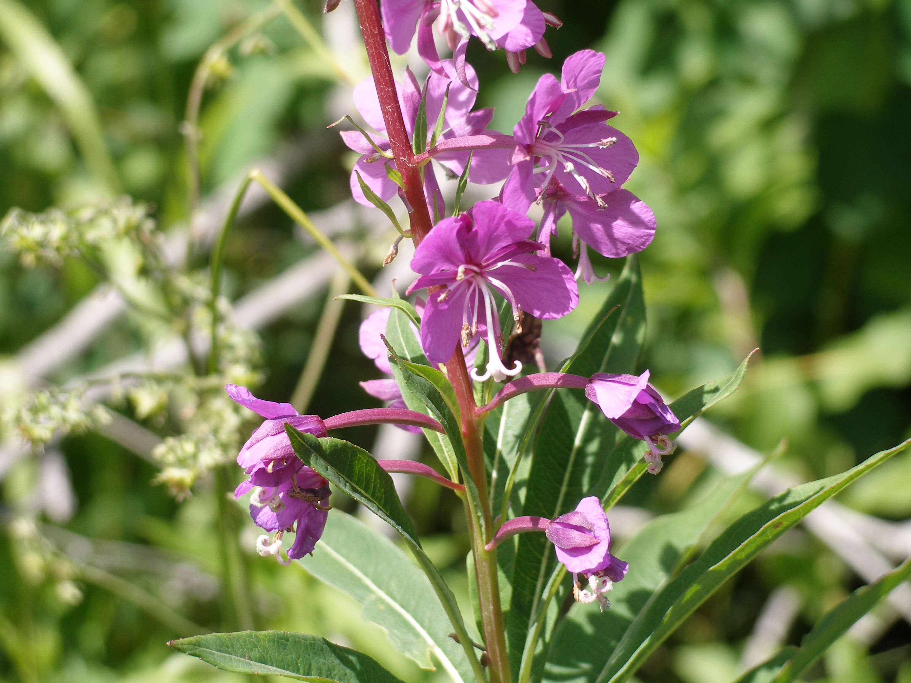 Image of rosebay willowherb