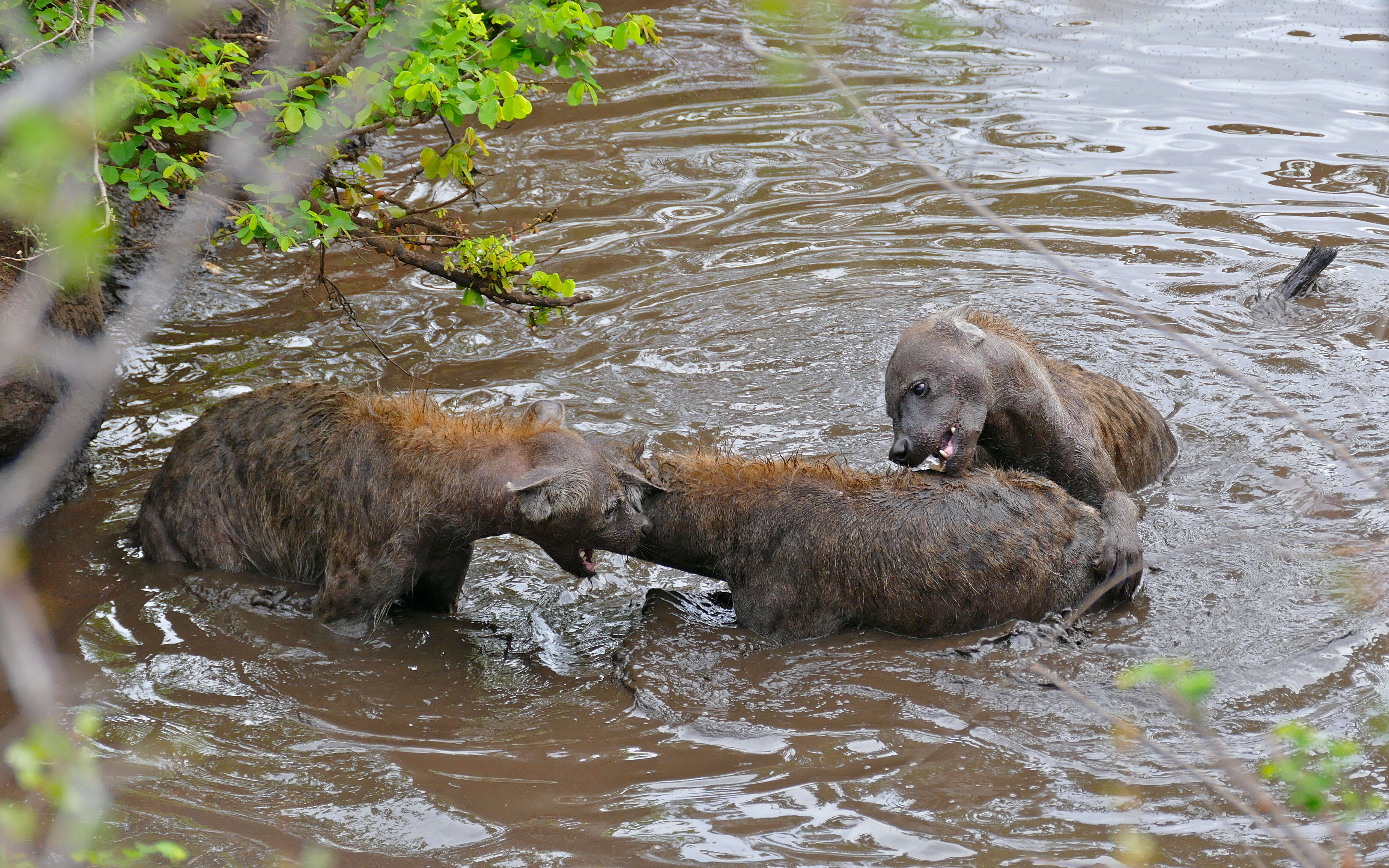 Image of Spotted Hyaenas