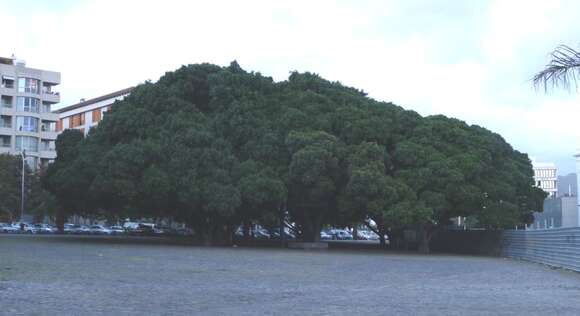 Image of Chinese banyan