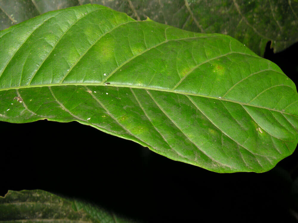 Image of Solanum rovirosanum J. D. Sm.