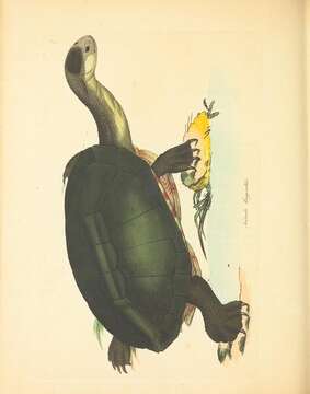 Image of Siebenrock’s Snake-necked Turtle; oblonga