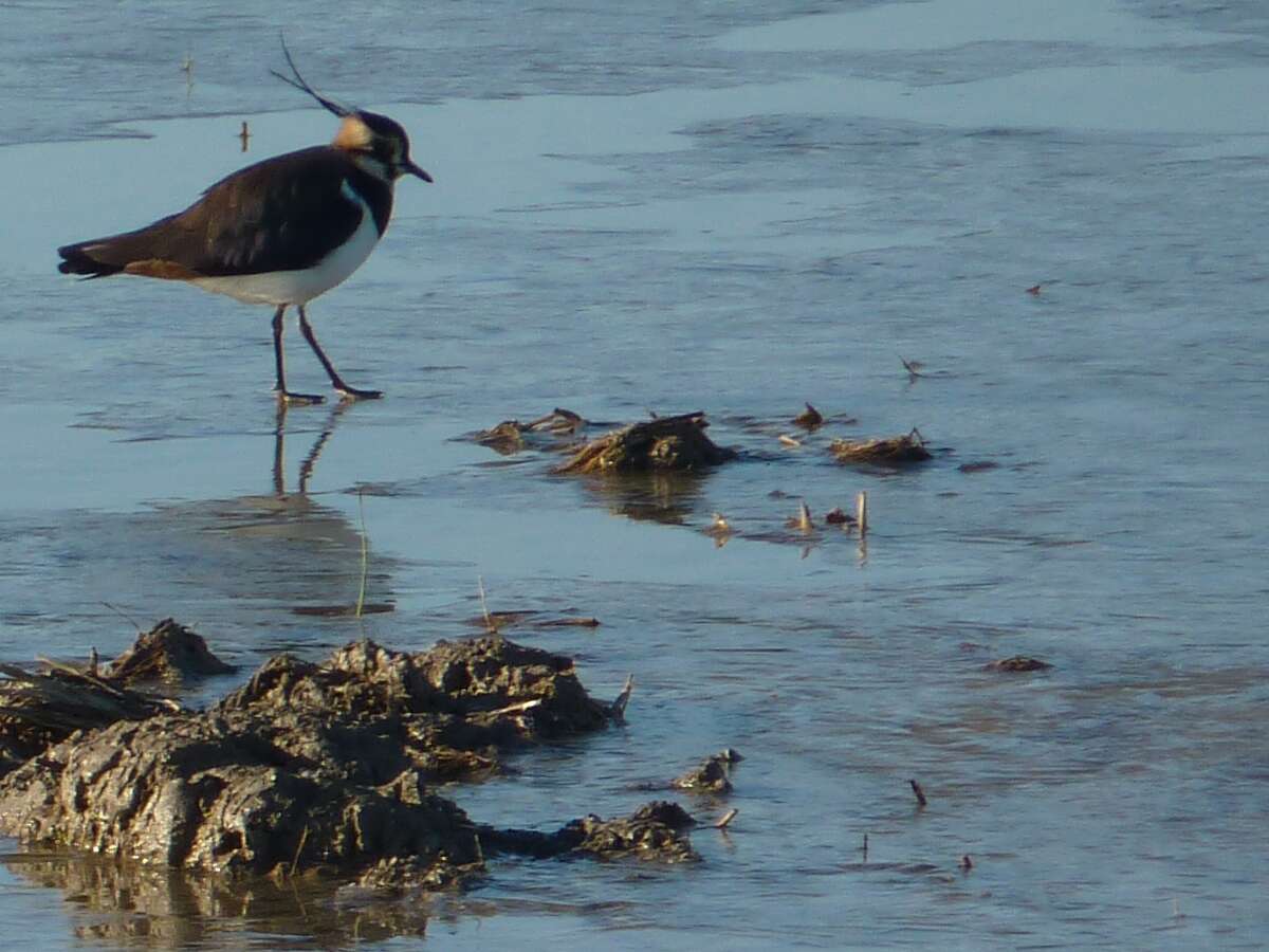 Image of Lapwing