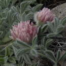 Image of Anderson's clover