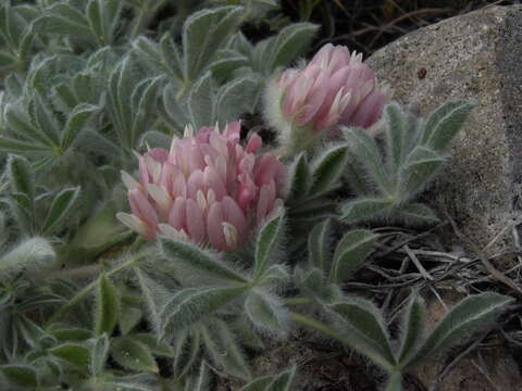 Image de Trifolium andersonii subsp. andersonii