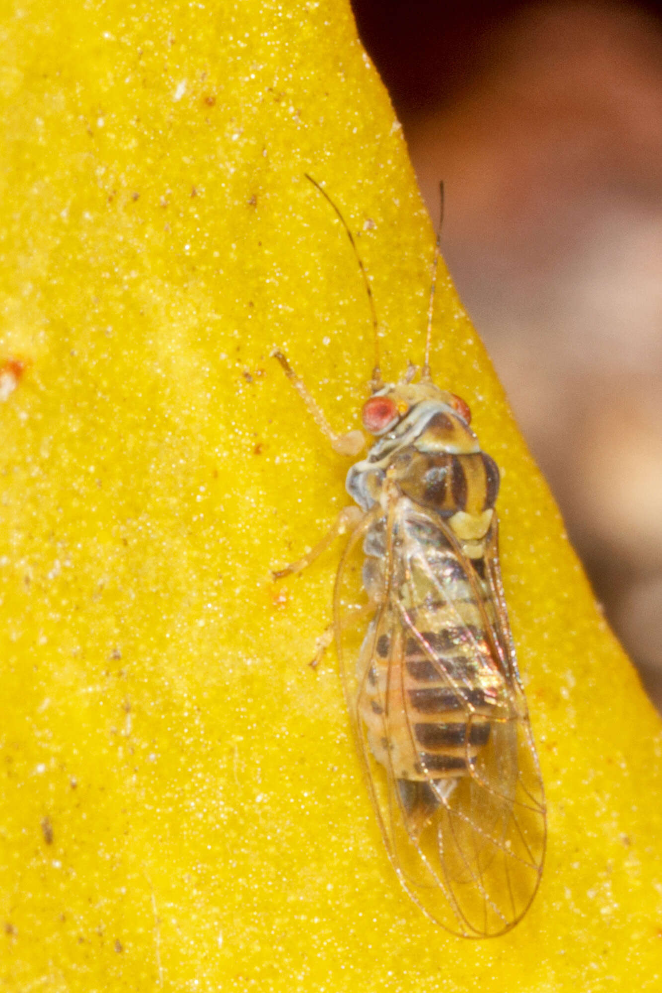 Image of jumping plantlice