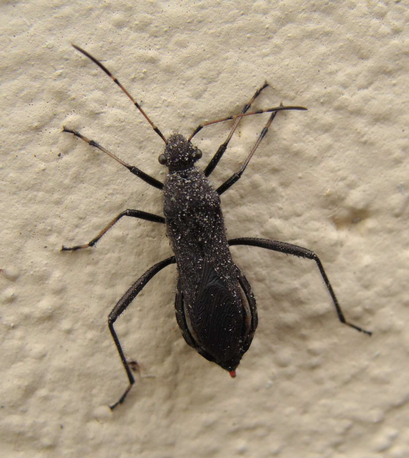 Image of Redbacked broad-headed bug