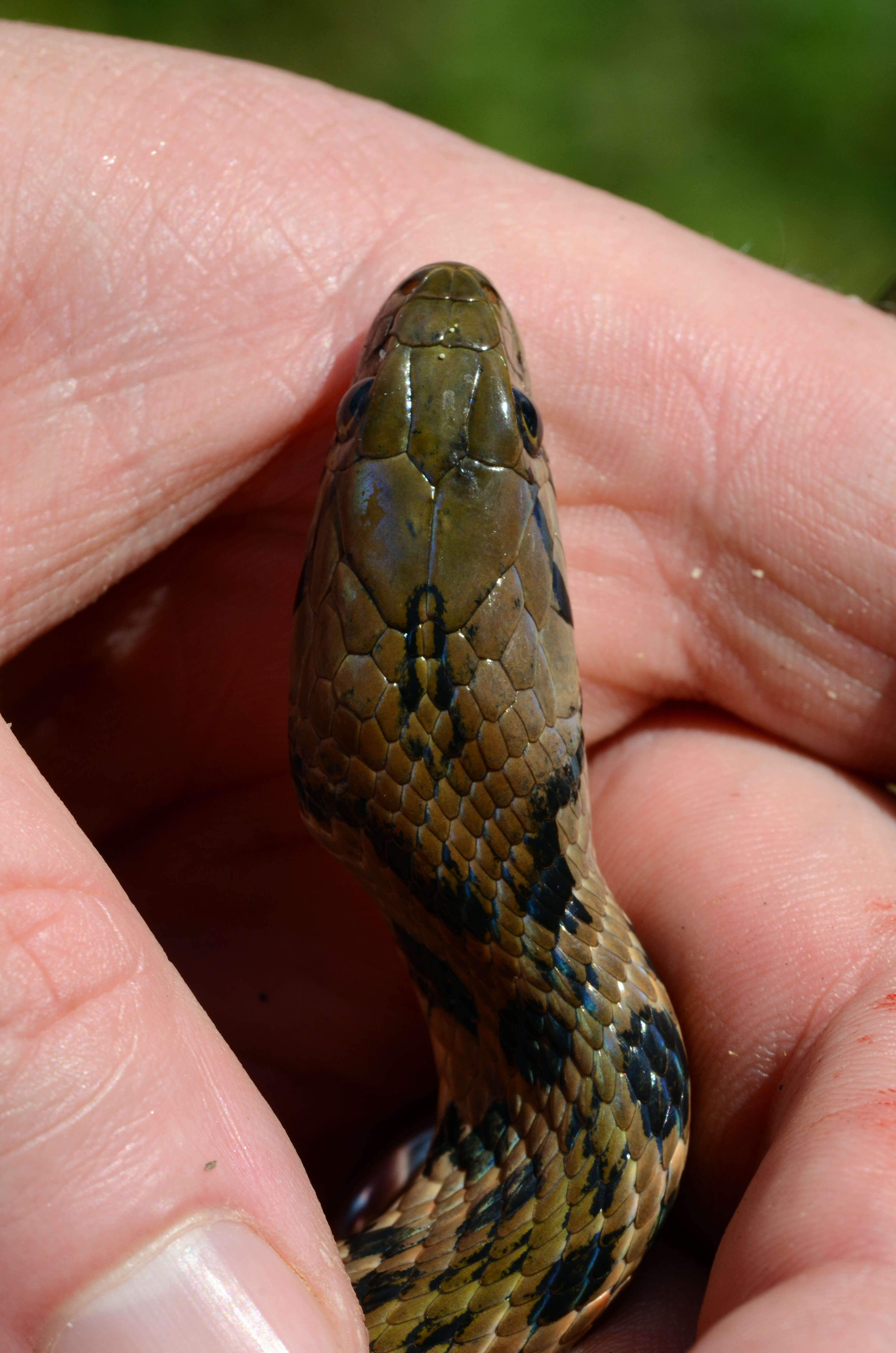 Image of Xenochrophis flavipunctatus (Hallowell 1861)