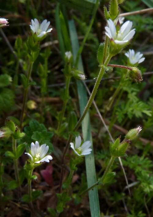 Image of European chickweed