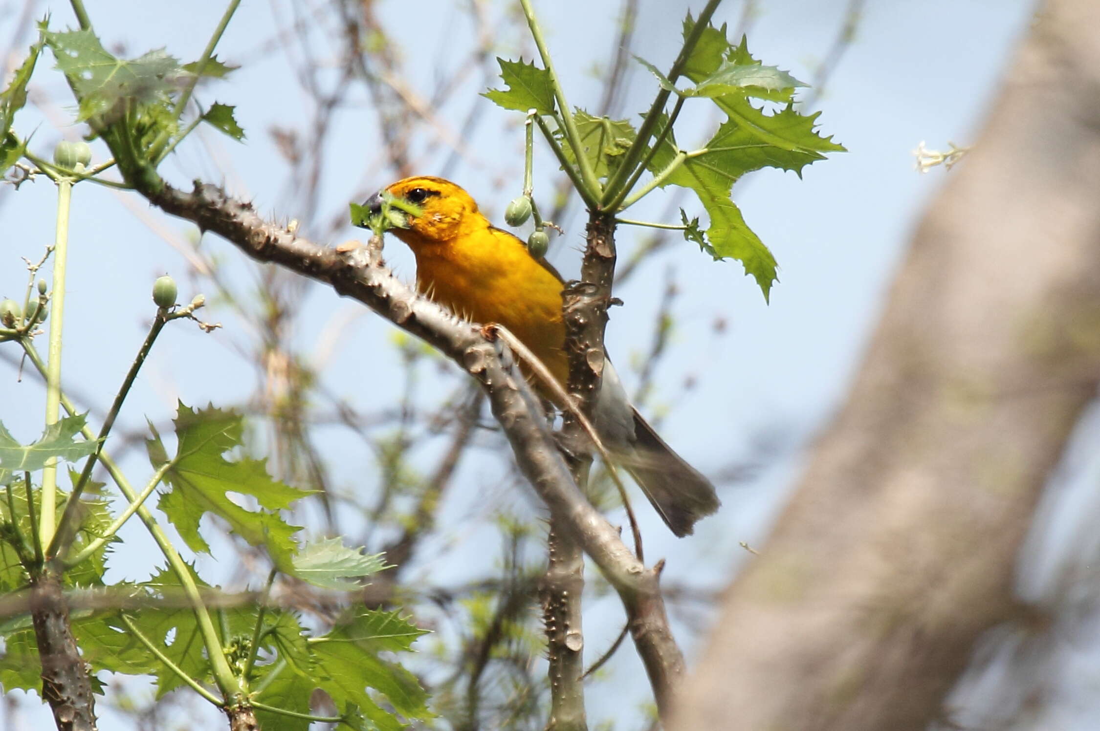 Image of Mexican Yellow Grosbeak