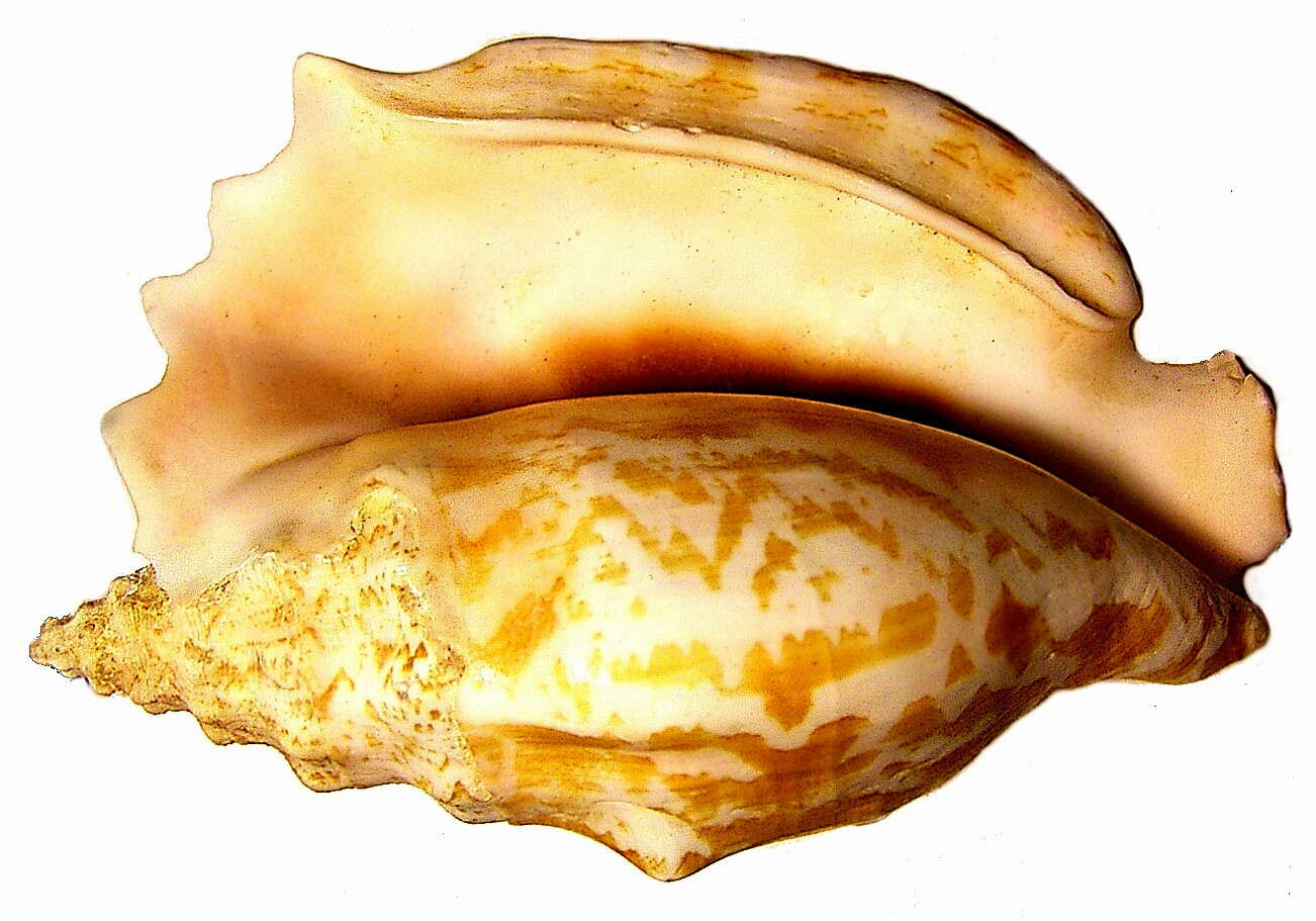 Image of spider conch