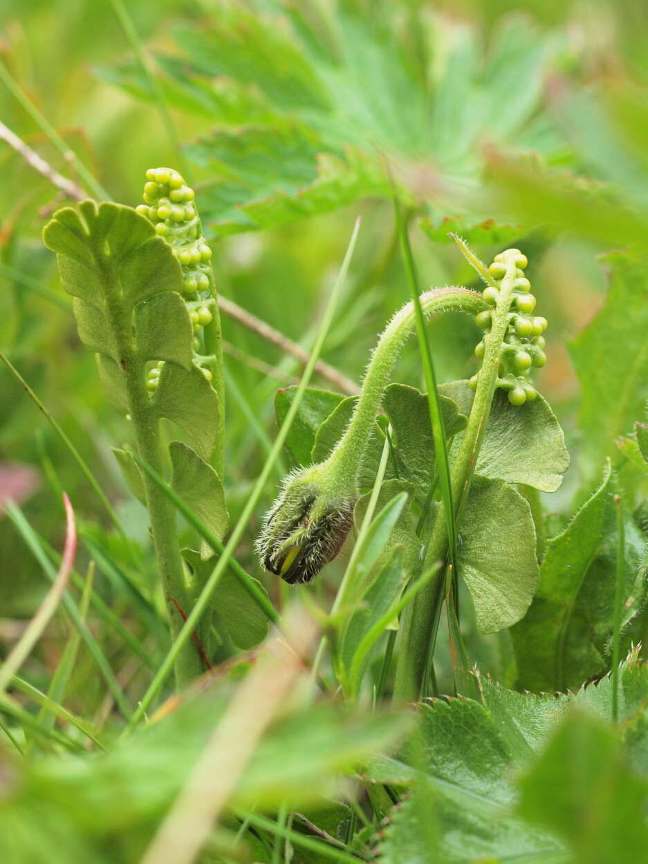 Image of grapefern