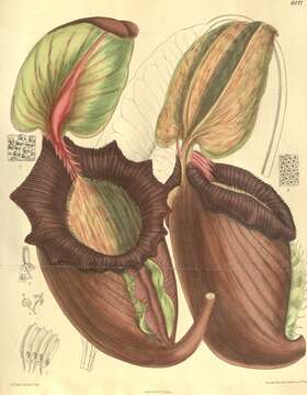 Image of tropical pitcher plants