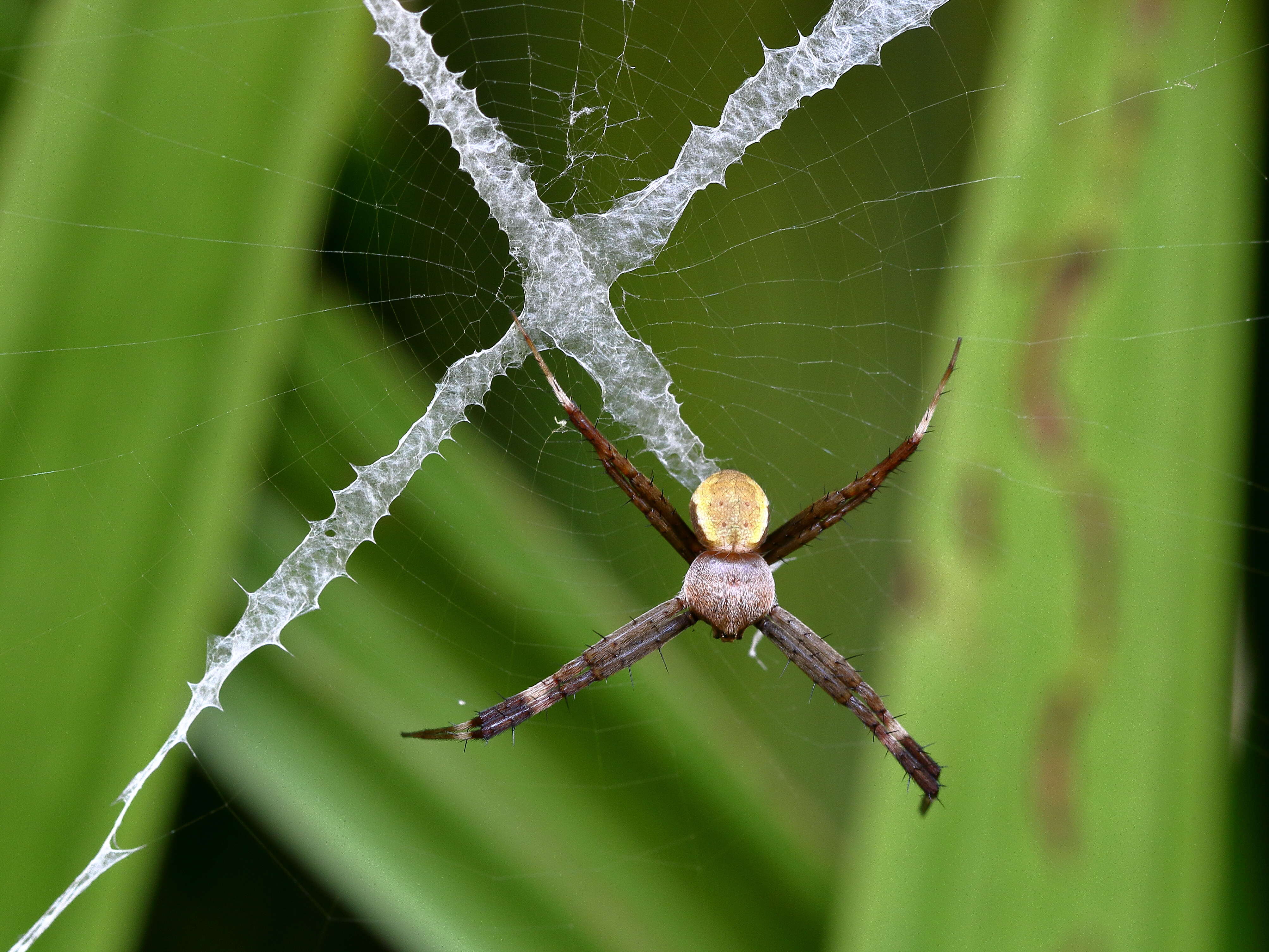 Image of St Andrews cross spider