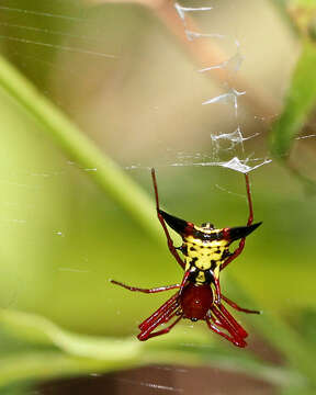 Image of Micrathena