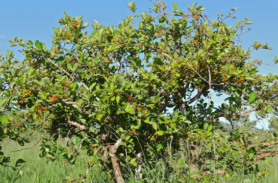 Image of Sandpaper bush