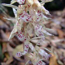Sivun Aphyllorchis montana Rchb. fil. kuva