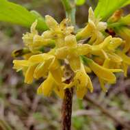 Image of Chomelia ribesioides Benth. ex A. Gray