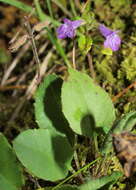 Image of clinopodium