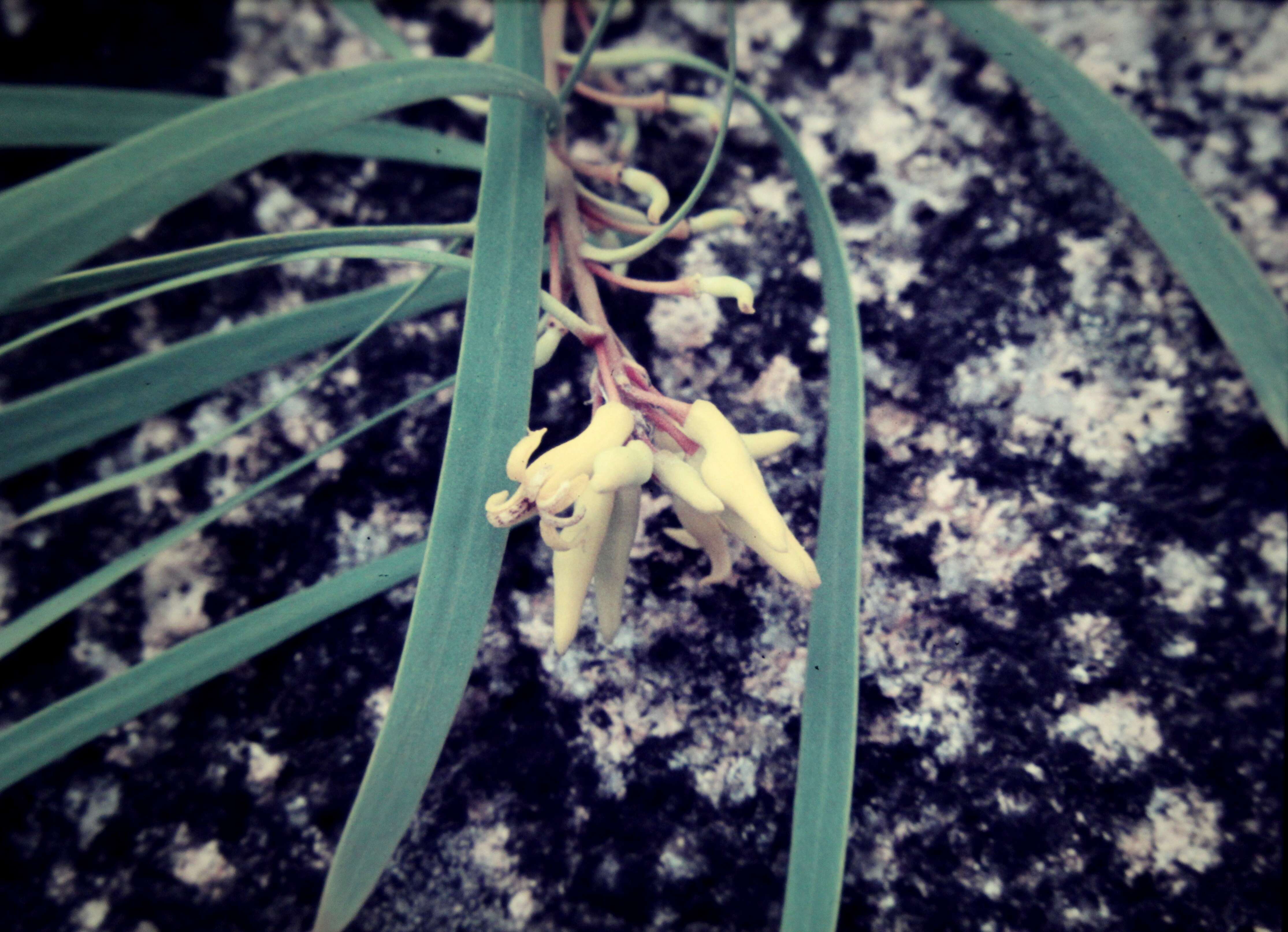 Image of Persoonia