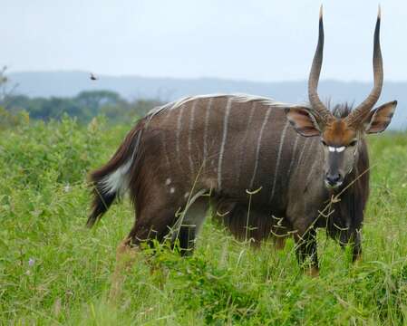 Image of Nyala