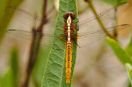 Image of Rhodothemis Ris 1909