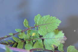 Image of hoary mustard