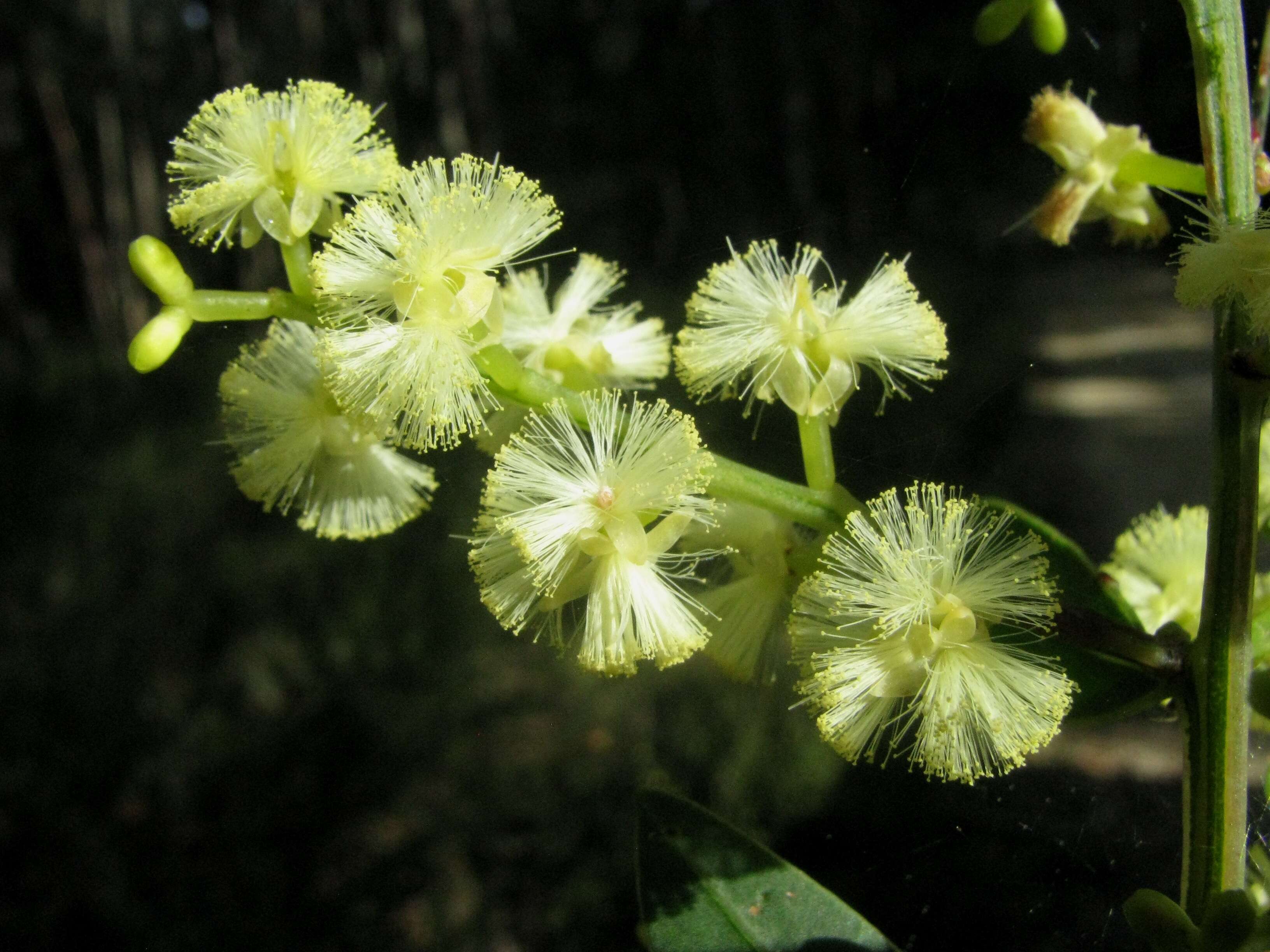 Acacia myrtifolia (Sm.) Willd. resmi