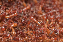 Image of Driver ants