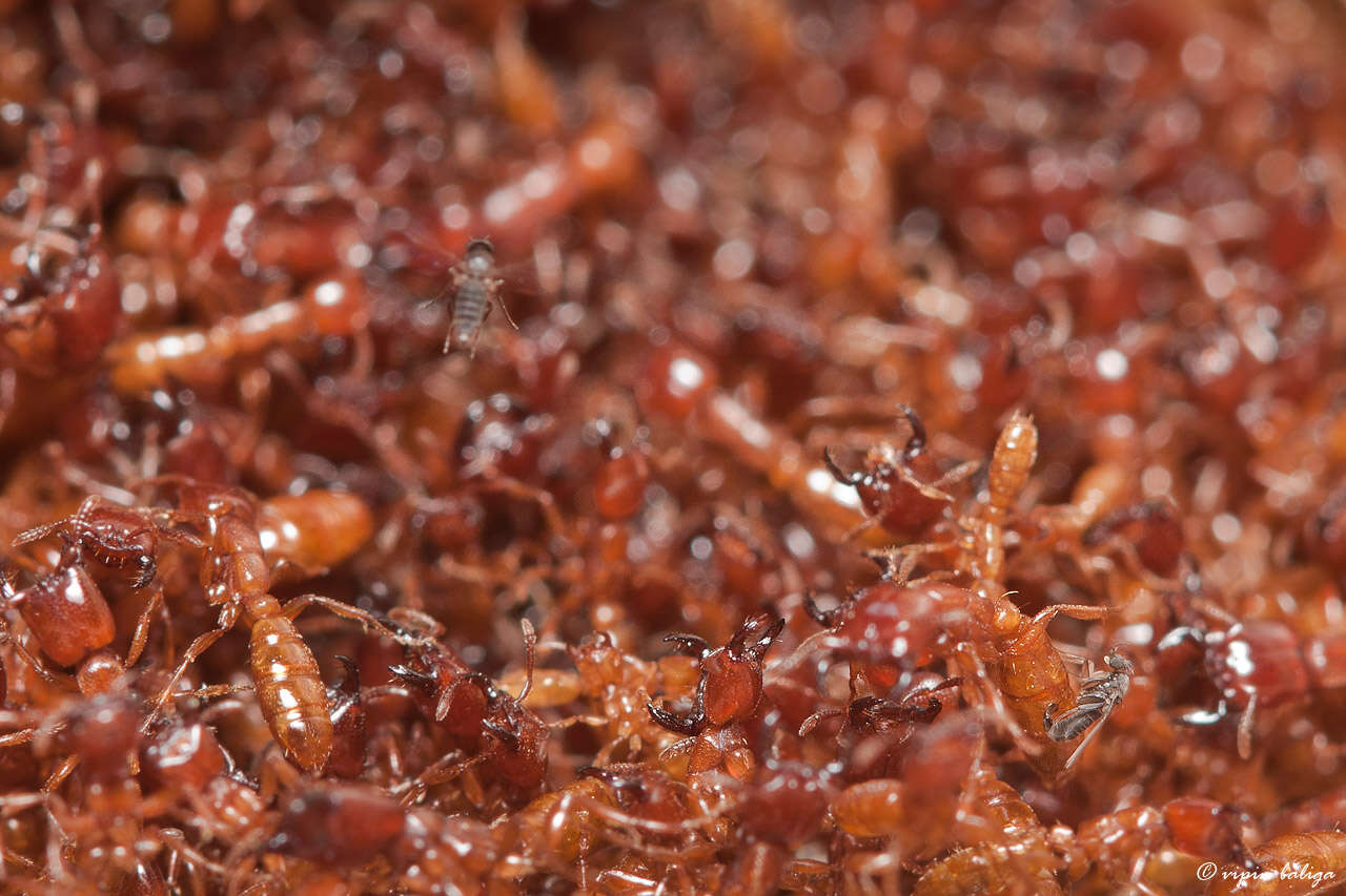 Image of Driver ants