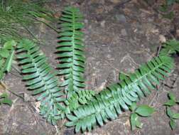 Plancia ëd Polystichum acrostichoides (Michx.) Schott