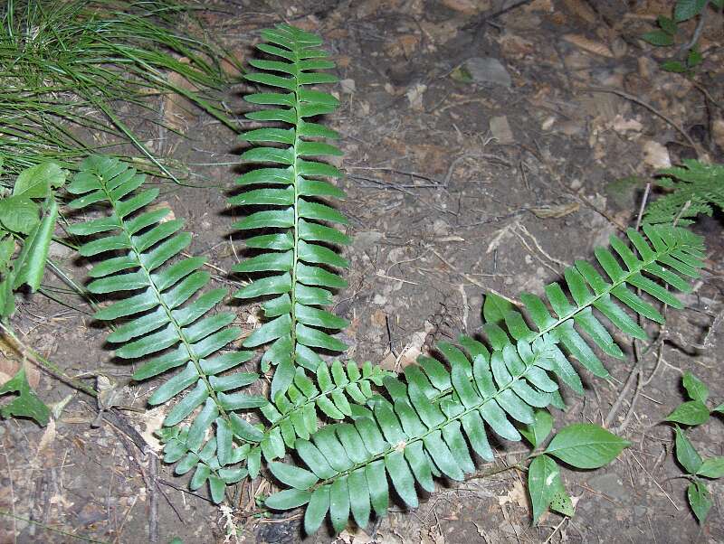 Image of hollyfern