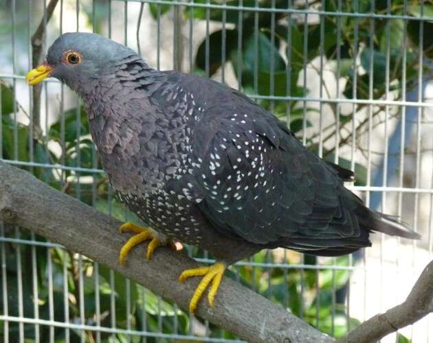 Image of African Olive Pigeon