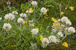 Слика од Trifolium noricum Wulfen