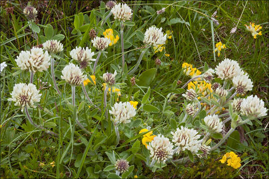 Image de Trifolium noricum Wulfen