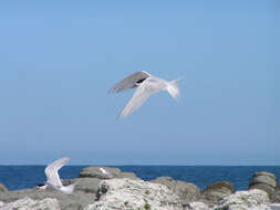 Image of White-fronted Tern