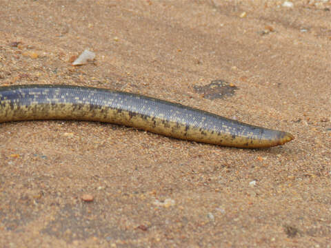 Image of Peter's Giant Blind Snake