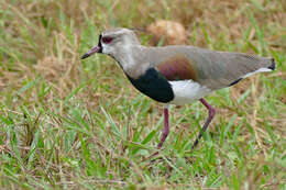 Image of Lapwing