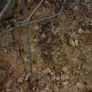 Image of Richards' peltula lichen