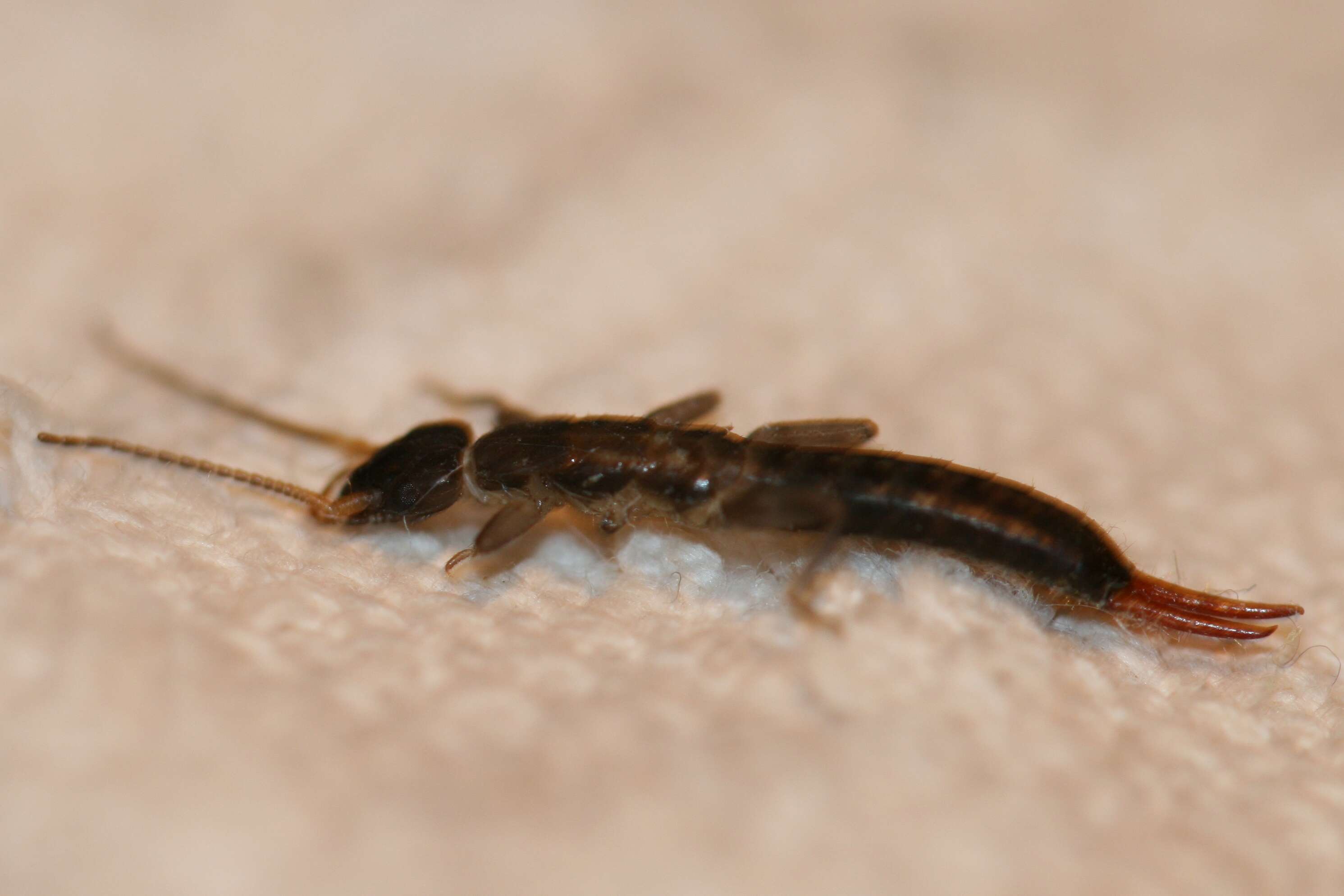 Image of Pygidicranoidea