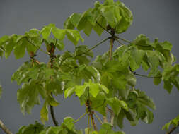 Image of Yagrumo Hembra, Trumpet-Tree