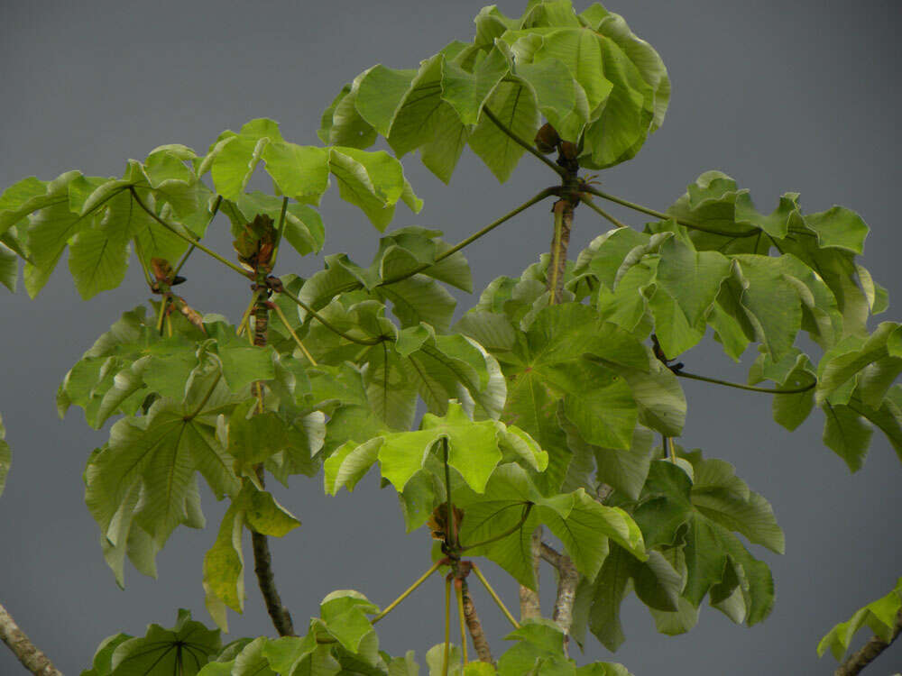 Image of Yagrumo Hembra, Trumpet-Tree