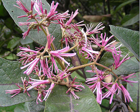 صورة Chionanthus pubescens Kunth