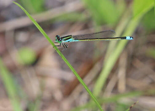 Image of forktail