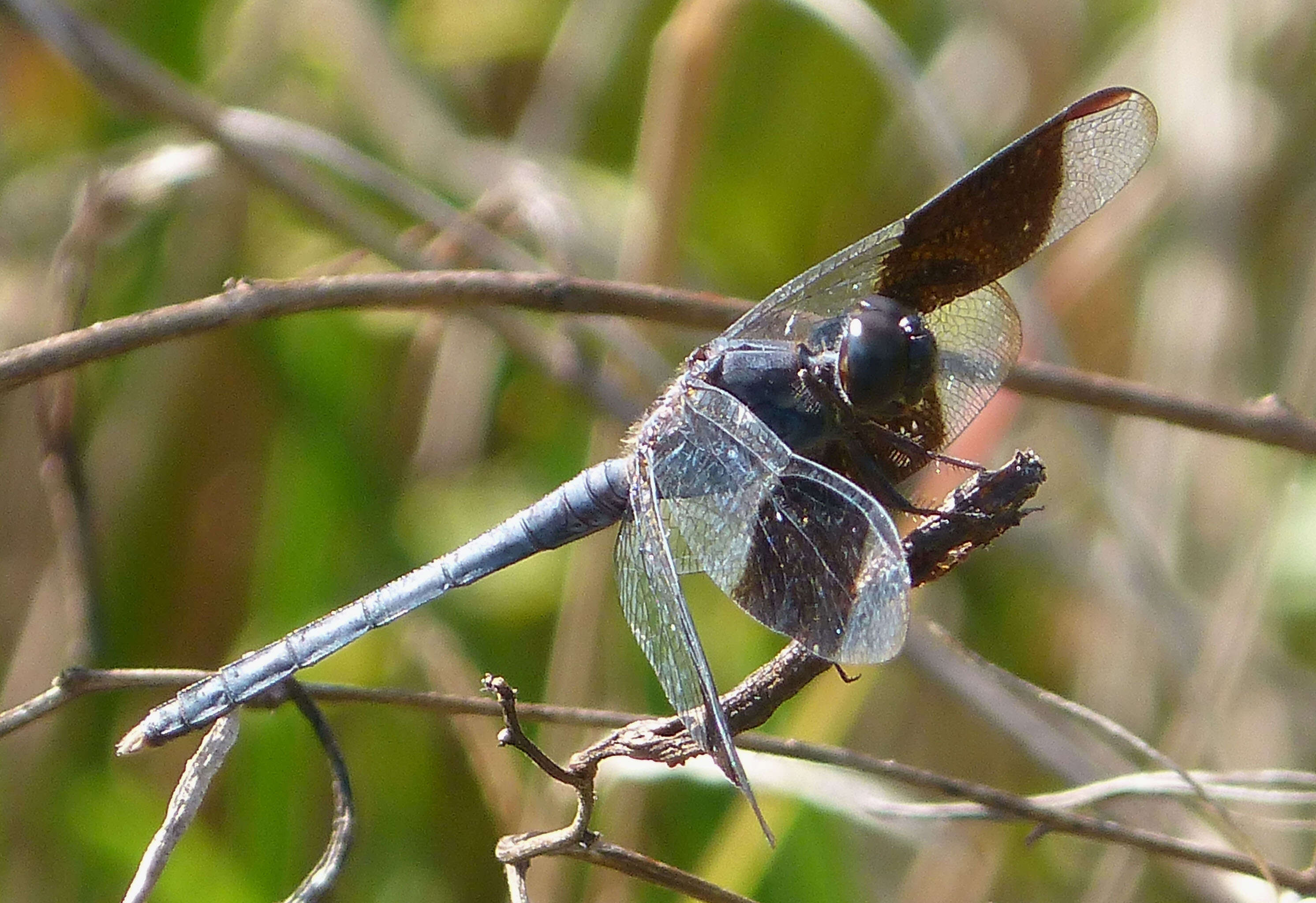 Image of Band-winged Dragonlet