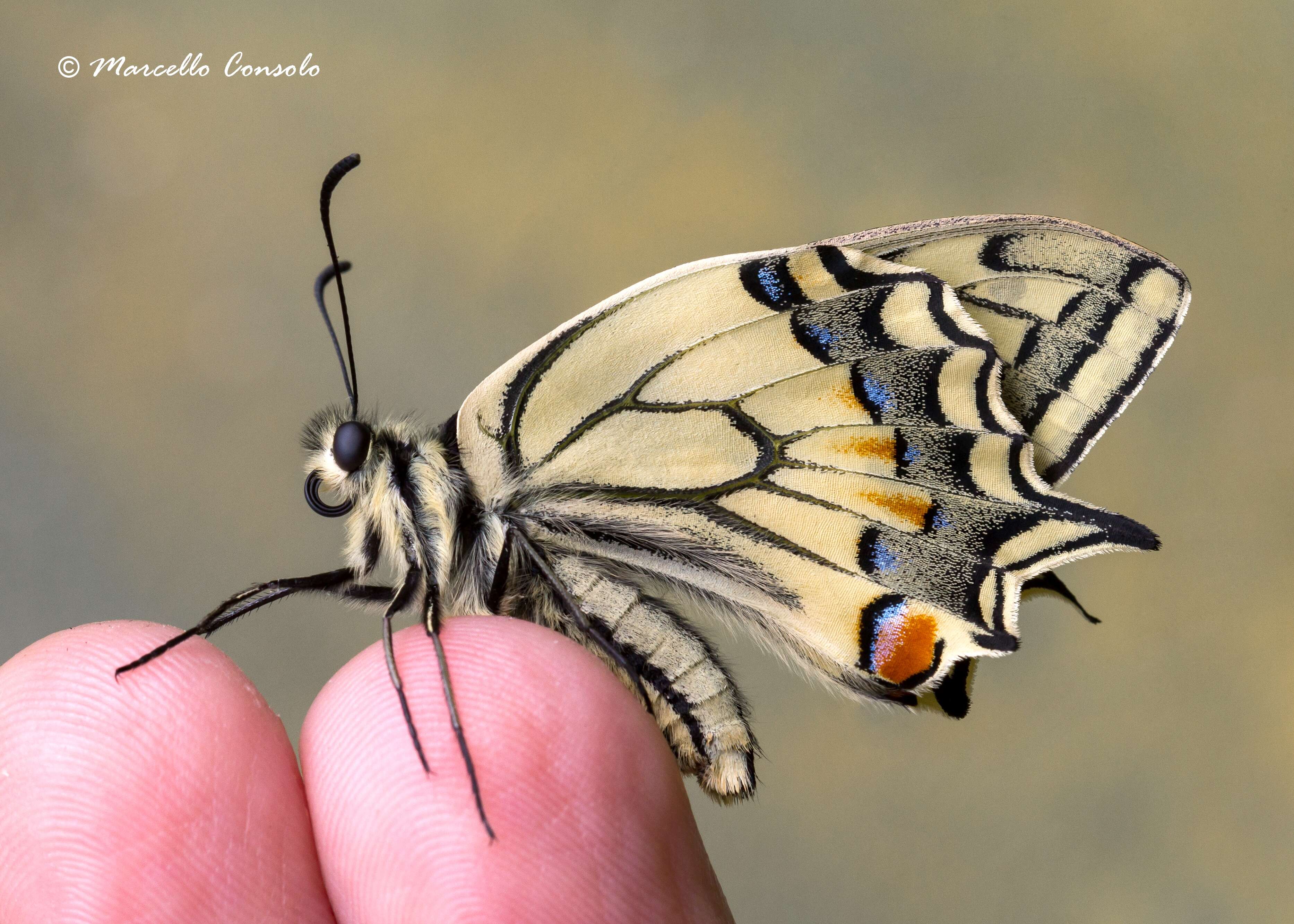 Image of Old World Swallowtail