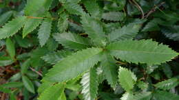 Image of black wattle