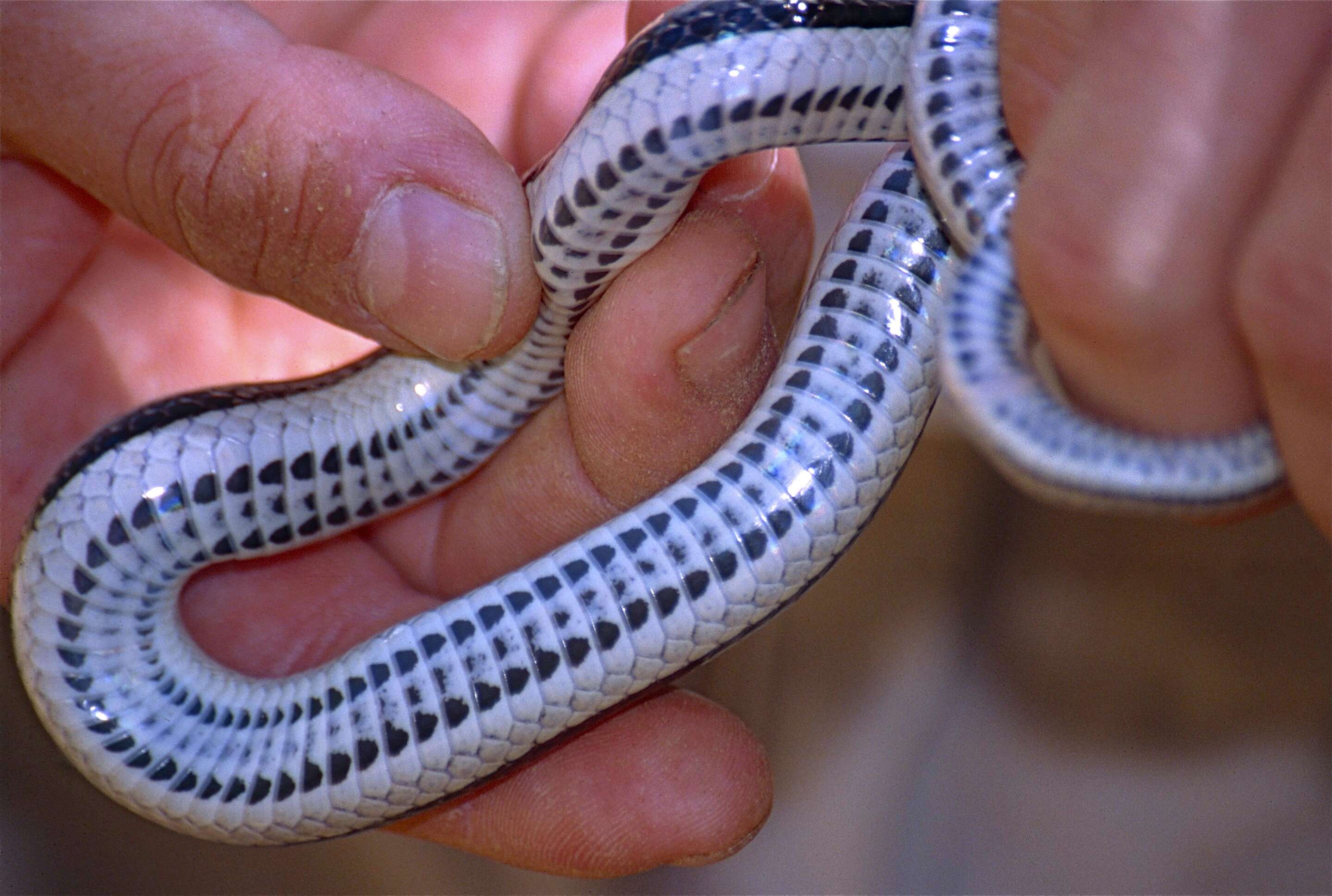 Image of Pseudoxyrhophiinae